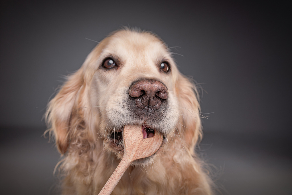 Hundefotografie im Professionellen Heimstudio | Hundefotografie mit professioneller Blitzanlage 