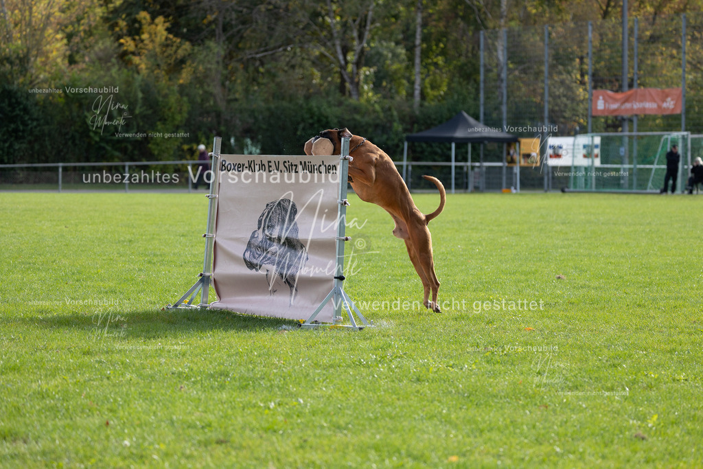 _16A6608 | Einzigartige Fotos von Hunden & Menschen –Actionfotos, Portraits, Vereinsaufnahmen & Paarshootings – authentisch, lebendig & mit Herz.
