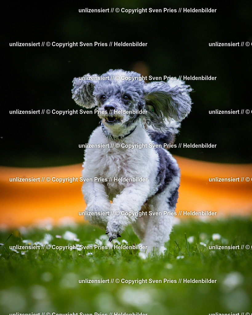 Sven Pries | 2025-05-29 - Pudelrennen KA-Durlach - Realisiert mit Pictrs.com