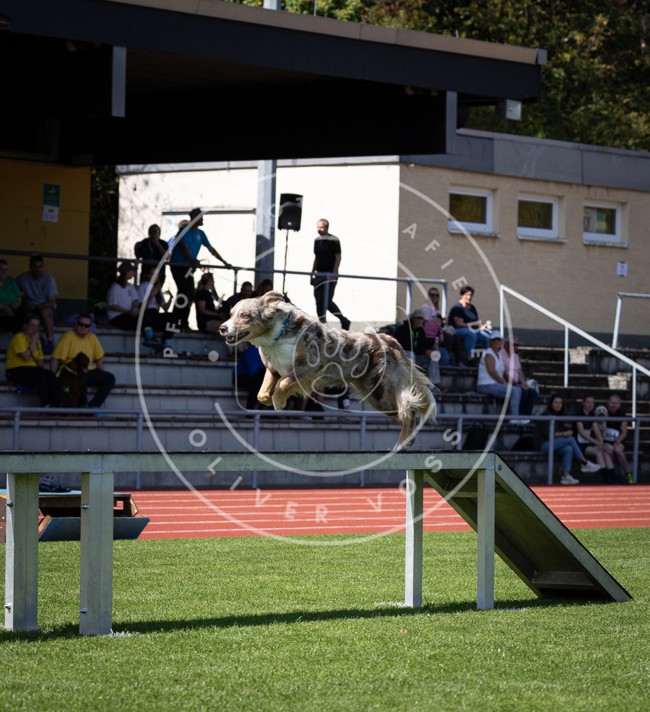 Pfotenfotografie_DV3A8295 | Hundefotografie, Tierfotograf, Pfotenfotografie, Fotoshooting Hund, Hunde Portrait, Hundesport, Hundeportraits, Heideshooting, Hunde, Sportfotograf, Hundefotograf, Turnierhundsport, THS,  - Realisiert mit Pictrs.com