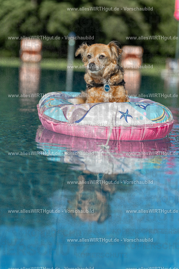 Hundeschwimmen_Volksbad_2026-allesWIRTHgut_Tierfotografie-2609061048-095845-7R509232 | Professionelle Tierfotografie in Mönchengladbach von Daniel Wirth (allesWIRTHgut). Liebevolle & natürliche Bilder von Hunden & Katzen für unvergessliche Erinnerungen.