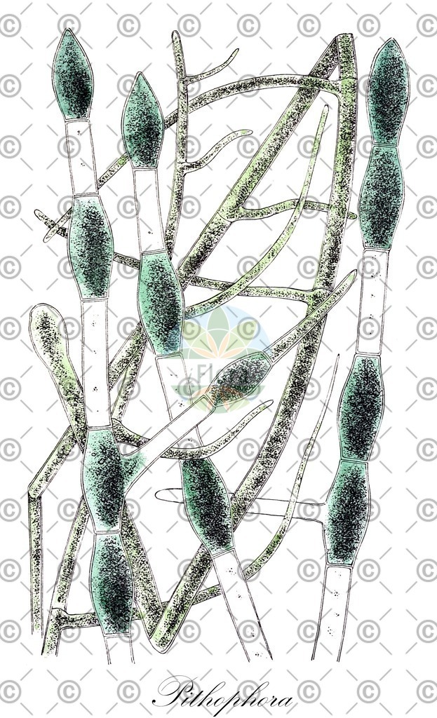 HistAbb_wfo-0000273965_2_ENZY_Simple | Historische Abbildung von Pithophora - Cladophoraceae (0) | Historical Illustration of Pithophora - Cladophoraceae (0)