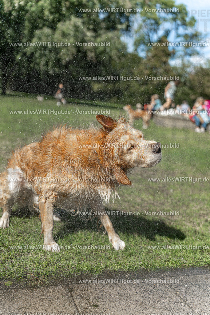 Hundeschwimmen_Volksbad_2026-allesWIRTHgut_Tierfotografie-2609061243-115331-7R500172 | Professionelle Tierfotografie in Mönchengladbach von Daniel Wirth (allesWIRTHgut). Liebevolle & natürliche Bilder von Hunden & Katzen für unvergessliche Erinnerungen.