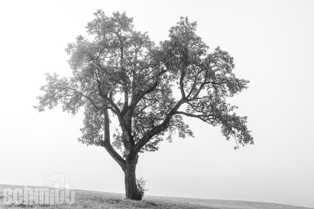 PS-Natur-2026-92 | Entdecke die größte Bildgalerie der Region mit Fotografien aus dem Allgäu, der Bodenseeregion, Oberschwaben, dem Donautal und der Schwäbischen Alb. Landschaften, Luftaufnahmen und Reisefotografie als Wandbild und Fotokunst. - Realisiert mit Pictrs.com