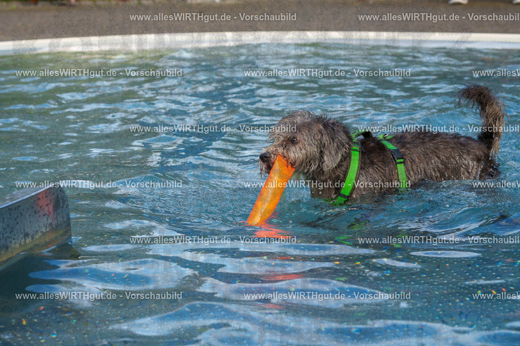 Hundeschwimmen_Grefrath_2026-allesWIRTHgut_Tierfotografie-15_15-FAY01176 | Professionelle Tierfotografie in Mönchengladbach von Daniel Wirth (allesWIRTHgut). Liebevolle & natürliche Bilder von Hunden & Katzen für unvergessliche Erinnerungen.