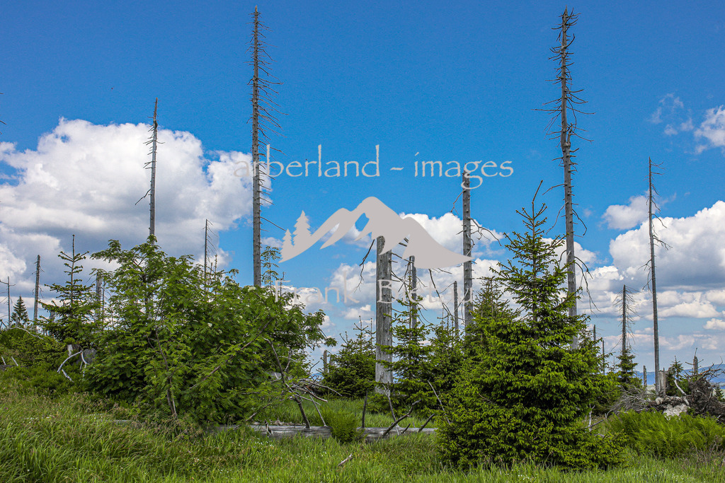 OE7A3913 | Stürme und Borkenkäfer haben dem Wald im Bayerischen und Böhmischen Wald stark zugesetzt. Die Schäden sind gewaltig und unübersehbar. Mehr und mehr breitet sich Jungwuchs und damit neuer Wald in den Höhenlagen aus