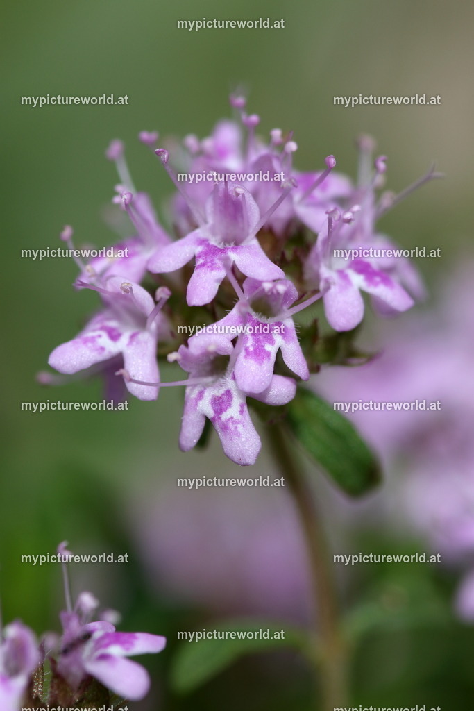 Kaskaden-Thymian-005 | Das Bilderarchiv über Tiere, Planzen und Landschaften. In der Bilddatenbank finden Sie ein große Auswahl an hochwertigen Bilder für Ihre Werbung - Realisiert mit Pictrs.com