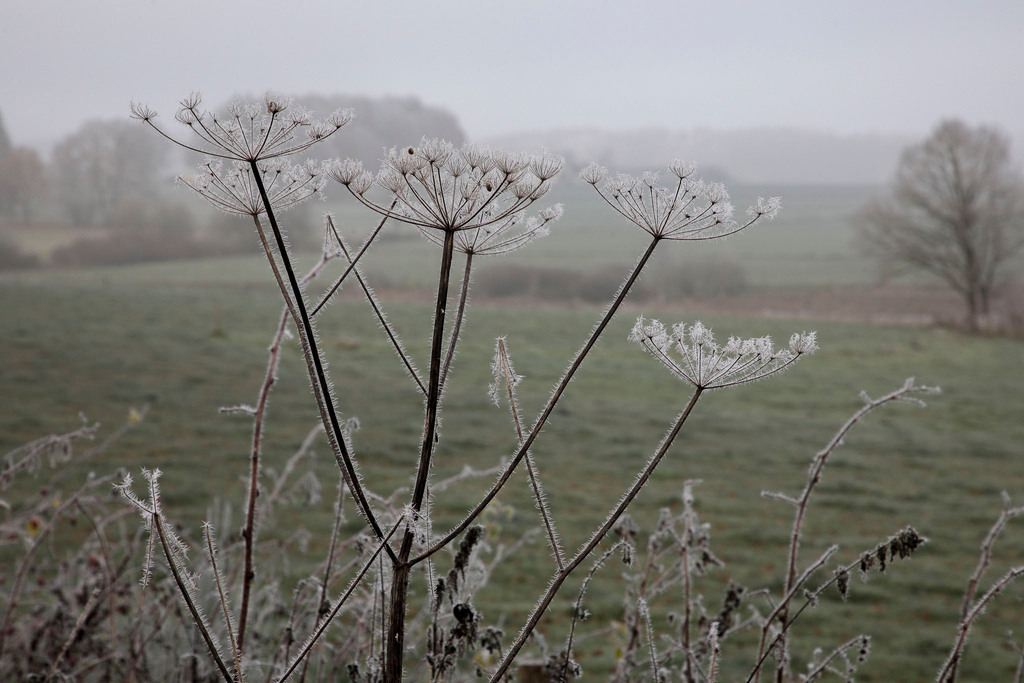 Raureif_Weisten_101222_06 | Bildergalerie von Sport-Ereignissen aber auch von weiteren spannenden Dingen - nicht nur vom Niederrhein. In Anlehnung an den bekannten Spruch von Hanns Dieter Hüsch heißt das Motto: "Niederrhein ist überall".  - Realisiert mit Pictrs.com
