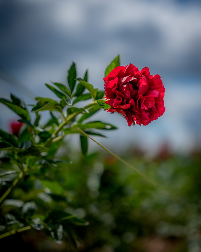 _DSC7672 | renerovisanfotoart.com