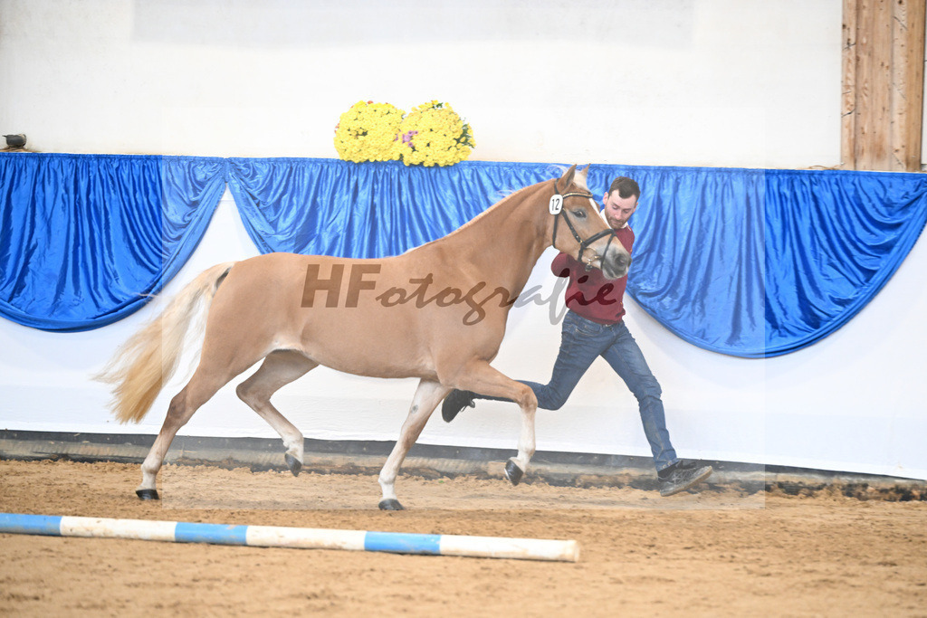 Bl. Band Kat-Nr. 12 Baghira v. Schampus_Czernoch_48251467 | hf-fotografie - Realisiert mit Pictrs.com