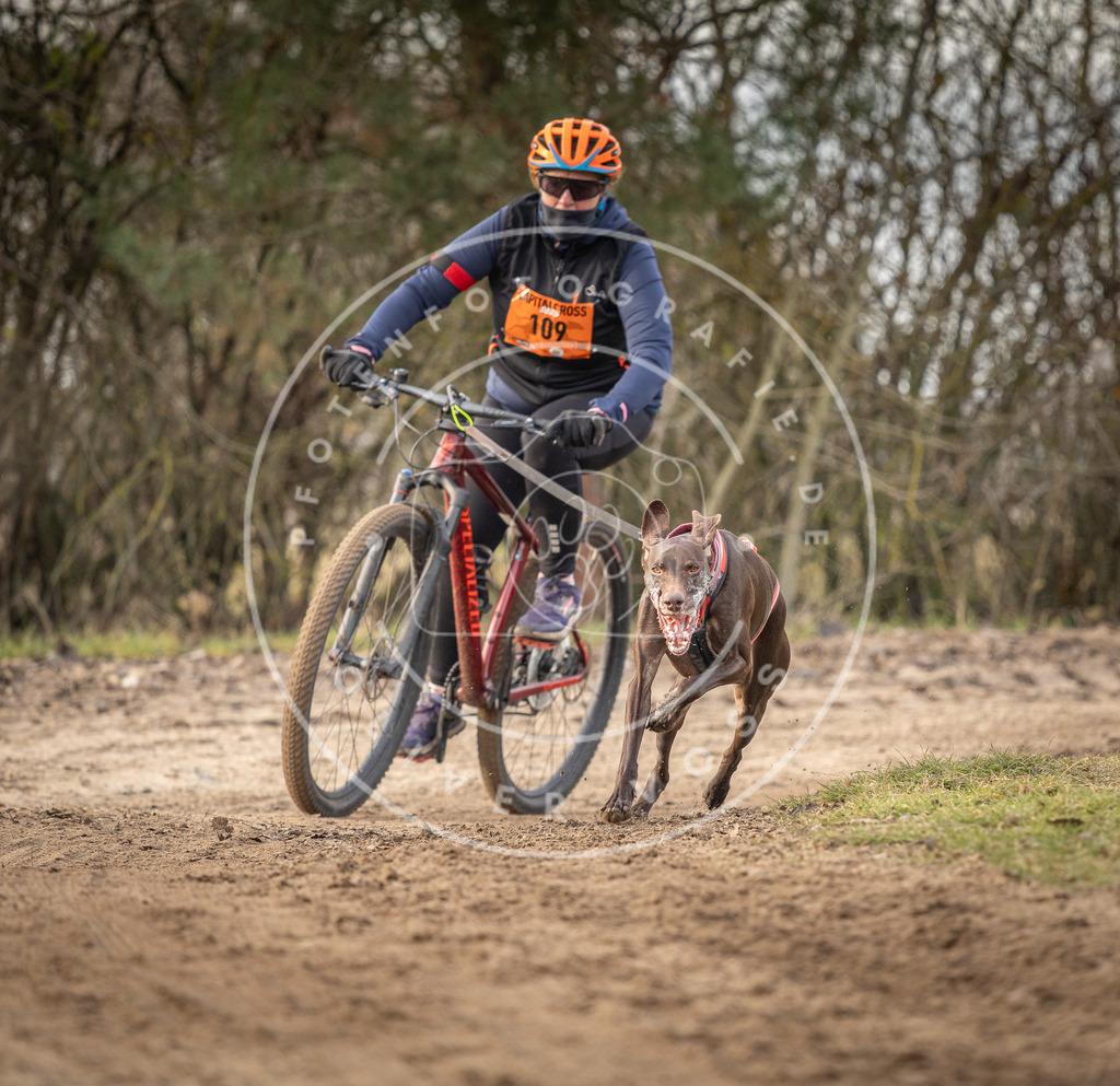 Pfotenfotografie_DV3A8125 | Hundefotografie, Tierfotograf, Pfotenfotografie, Fotoshooting Hund, Hunde Portrait, Hundesport, Hundeportraits, Heideshooting, Hunde, Sportfotograf, Hundefotograf, Turnierhundsport, THS,  - Realisiert mit Pictrs.com