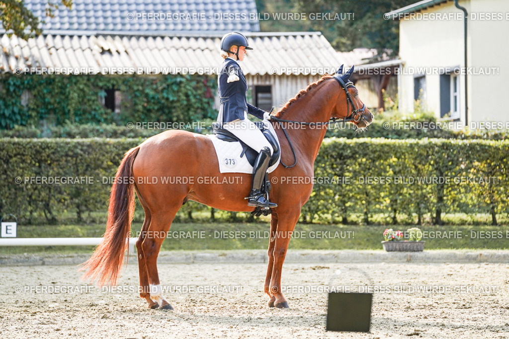 DSC07334 | Pferdegrafie