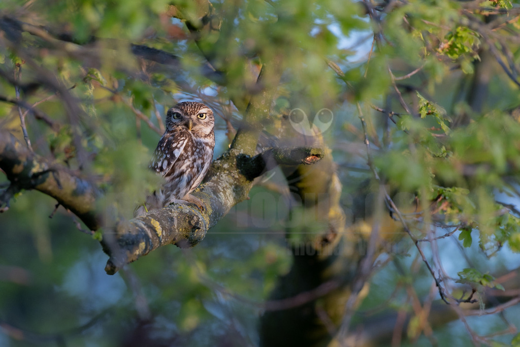 R5M26747_20260422 | Ein Steinkauz (Athene noctua) sitzt auf einem dicken, von Flechten bewachsenen Ast. Der Vogel mit dem braun-weiß gefleckten Gefieder und den großen gelben Augen schaut aufmerksam in die Kamera. Unscharfe grüne Blätter im Vorder- und Hintergrund rahmen die Szene ein. - Realisiert mit Pictrs.com