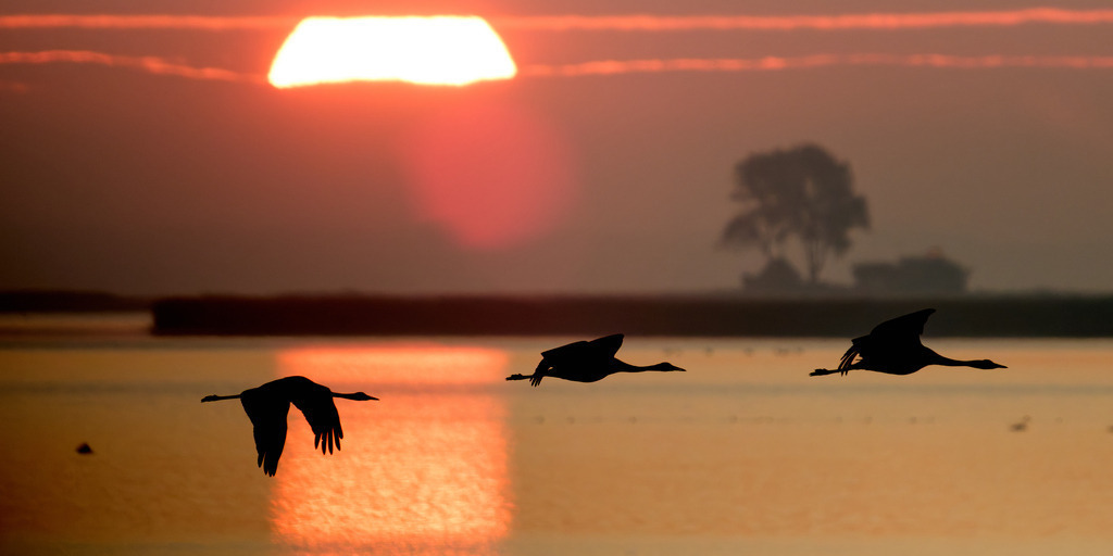 Kranich Sonnenaufgang | kleinen-fotografie