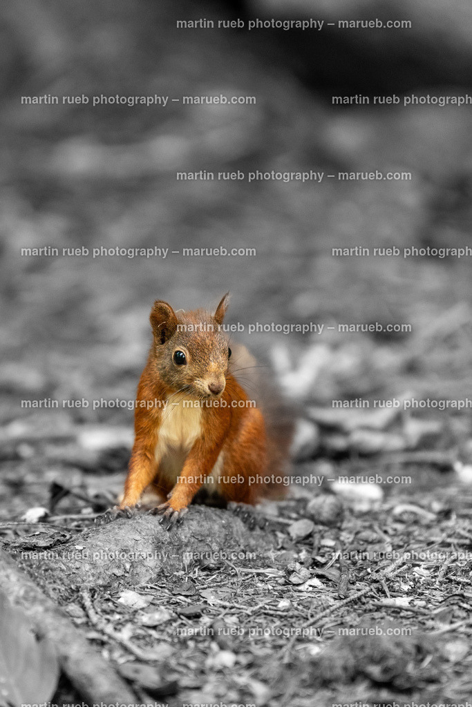 Fast and shy | Squirrel in it's natural habitat - Realisiert mit Pictrs.com