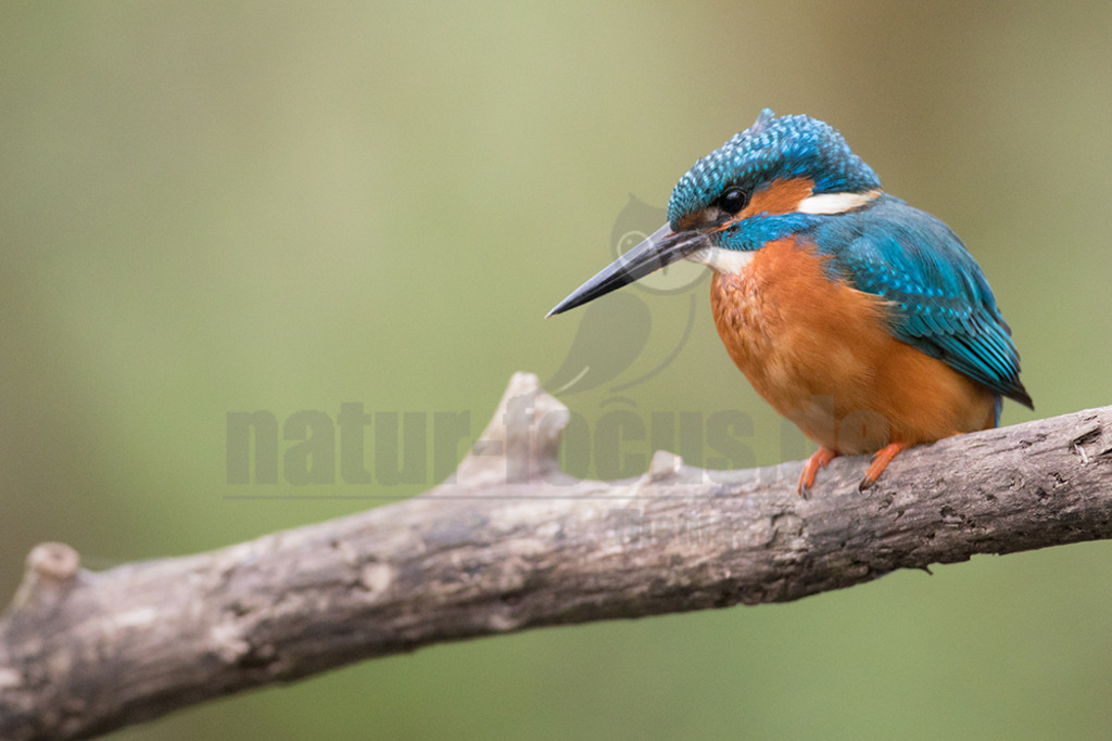 20180413-663A2859 | Der Eisvogel ist die einzige in Mitteleuropa vorkommende Art aus der Familie der Eisvögel. Er besiedelt weite Teile Europas, Asiens sowie das westliche Nordafrika und lebt an mäßig schnell fließenden oder stehenden, klaren Gewässern mit Kleinfischbestand und Sitzwarten. - Realisiert mit Pictrs.com