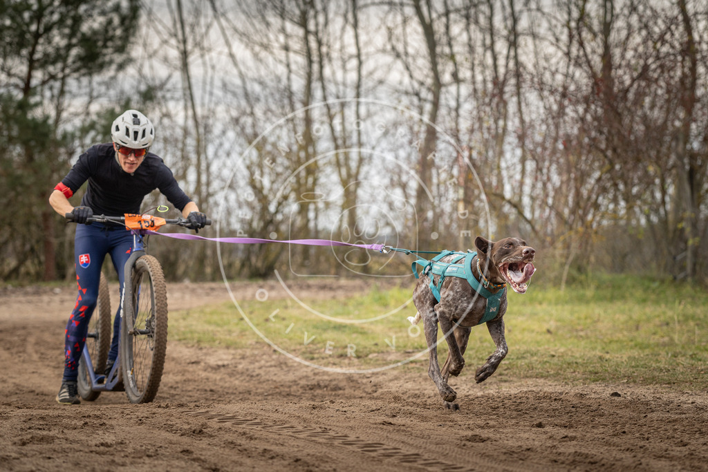 Pfotenfotografie_DV3A9266 | Hundefotografie, Tierfotograf, Pfotenfotografie, Fotoshooting Hund, Hunde Portrait, Hundesport, Hundeportraits, Heideshooting, Hunde, Sportfotograf, Hundefotograf, Turnierhundsport, THS,  - Realisiert mit Pictrs.com
