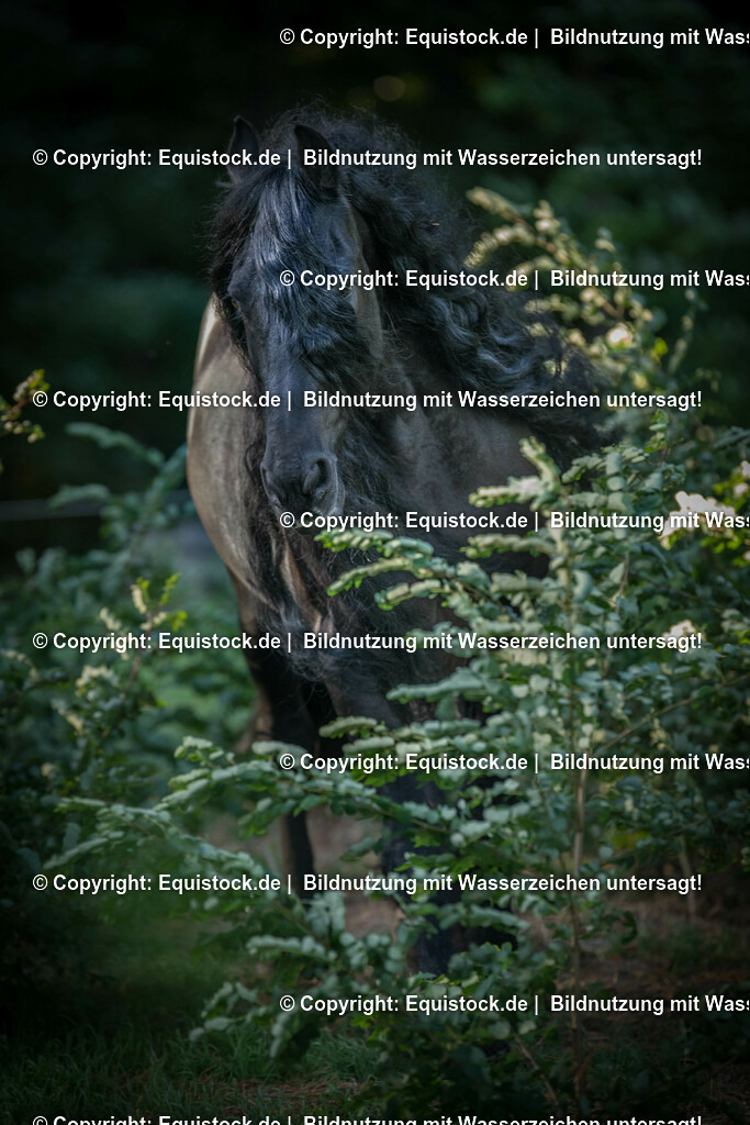 20150929_TOMsPiC_0277 | equistock