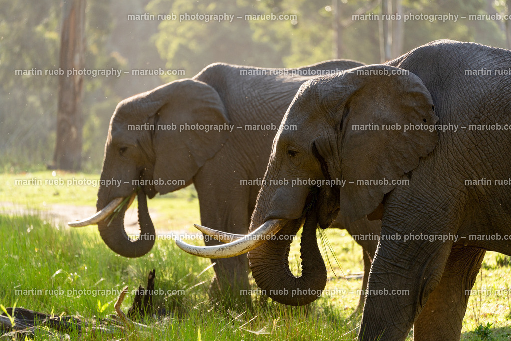 Elephant's supper | Two South African elephants enjoy their supper  - Realisiert mit Pictrs.com