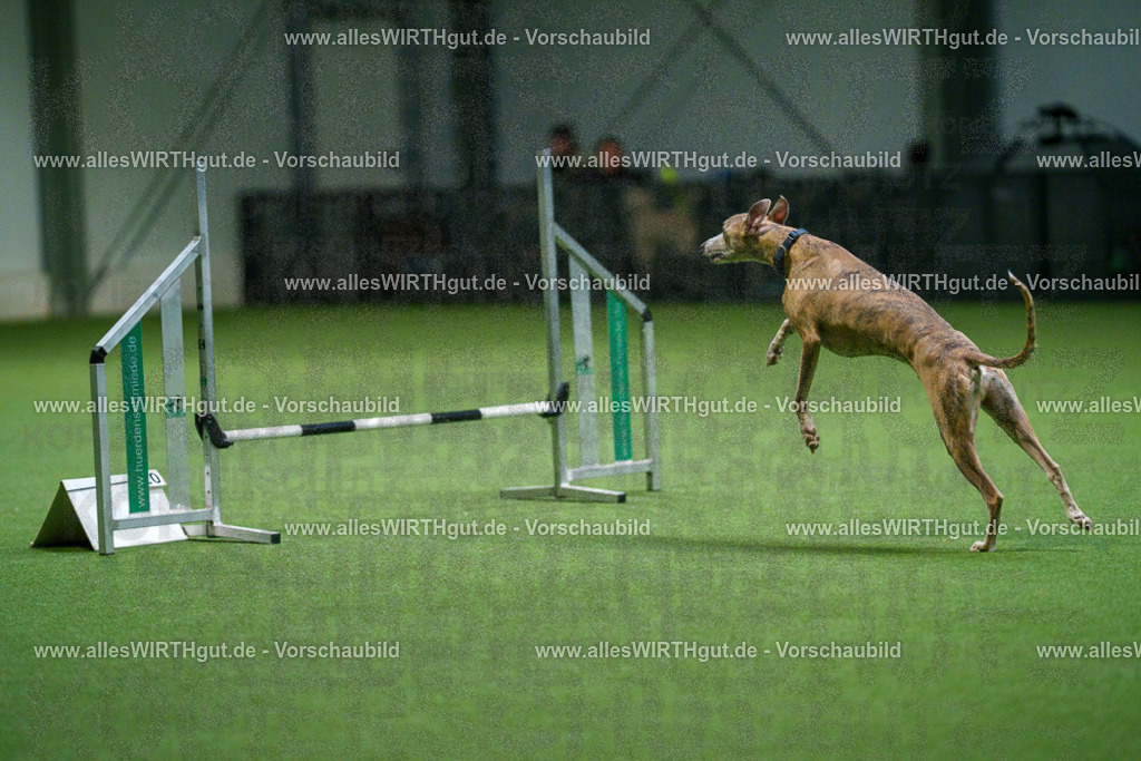 7R500367 | Professionelle Tierfotografie in Mönchengladbach von Daniel Wirth (allesWIRTHgut). Liebevolle & natürliche Bilder von Hunden & Katzen für unvergessliche Erinnerungen.