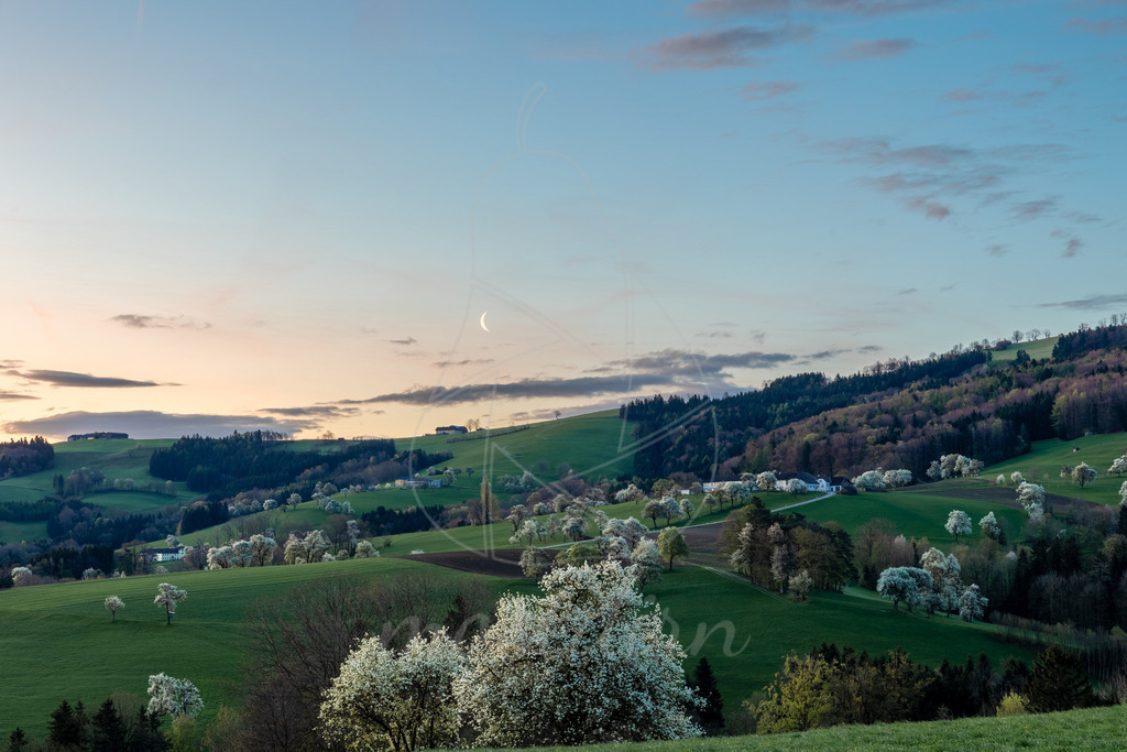 Birnbaumbluete_Mostviertel_2024_Mostdirn_Irmgard_Wieser- | Ihre Fotografin im Lungau, ihre Fotografin im Mostviertel, Wandbilder Onlineshop, Imagefotos für Ihr Unternehmen,  - Realisiert mit Pictrs.com