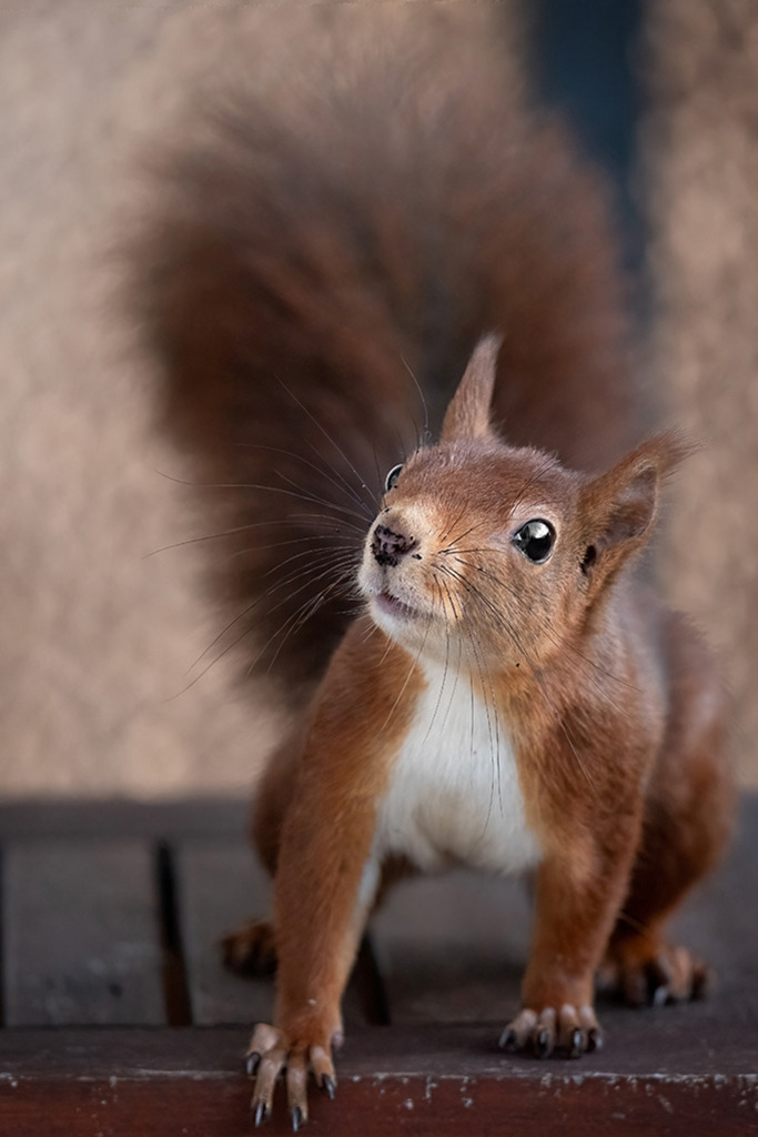 Eichhörnchen mit neugierigem Blick | Deutschland | Premium-Wandbild von justsomewhere.com: Ein rotes Eichhörnchen blickt aufmerksam nach links oben, während es mit ausgestreckten Vorderpfoten auf einer Holzkante sitzt, aufgenommen in Deutschland. - Realisiert mit Pictrs.com