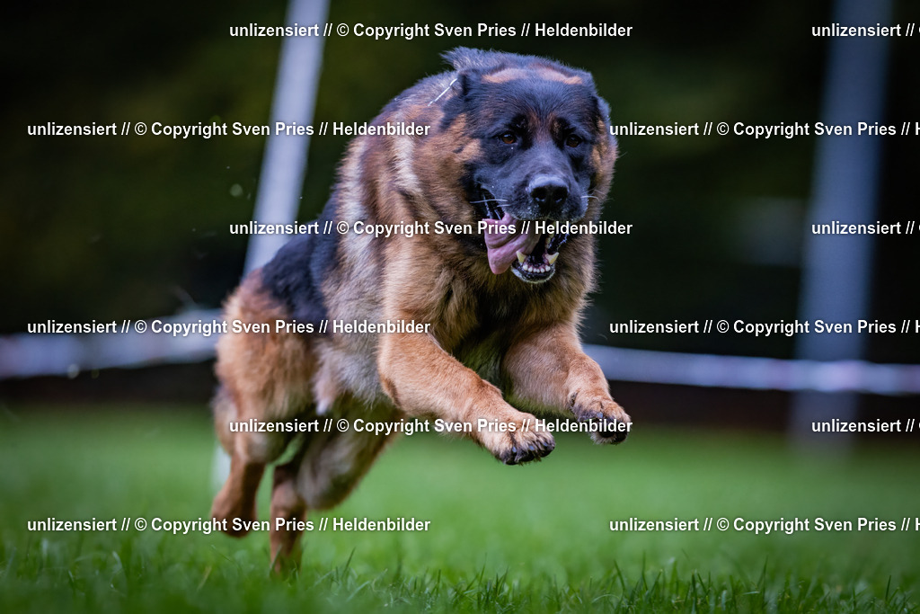 Sven Pries | 2024-10-19 - Hunderennen Ober-Grombach - Realisiert mit Pictrs.com