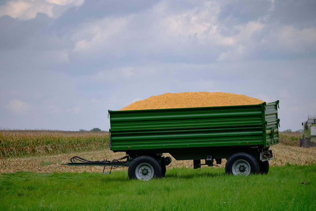 LKW Anhänger mit Mais auf der Ladefläche | Fels am Wagram, Austria - September 29, 2025: grüner LKW Anhänger mit Mais auf der Ladefläche, im Hintergrund ein Maisfeld. - Realisiert mit Pictrs.com