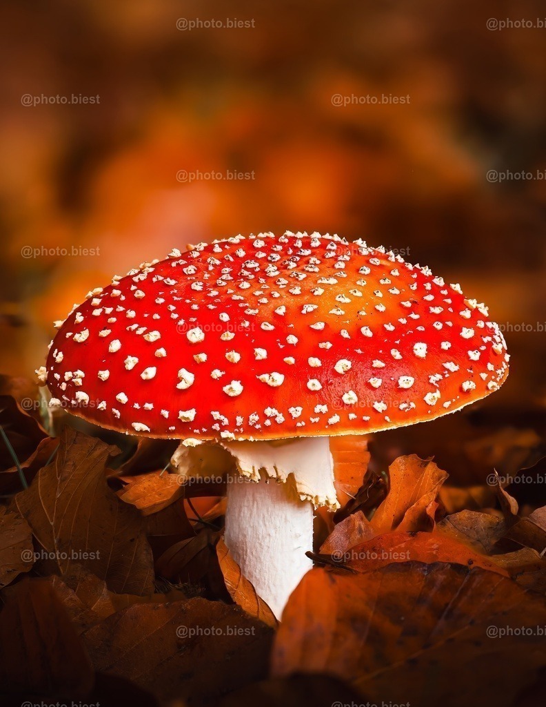 Knalliger Fliegenpilz | Ein großer Fliegenpilz in satter Herbstfarbe. - Realisiert mit Pictrs.com