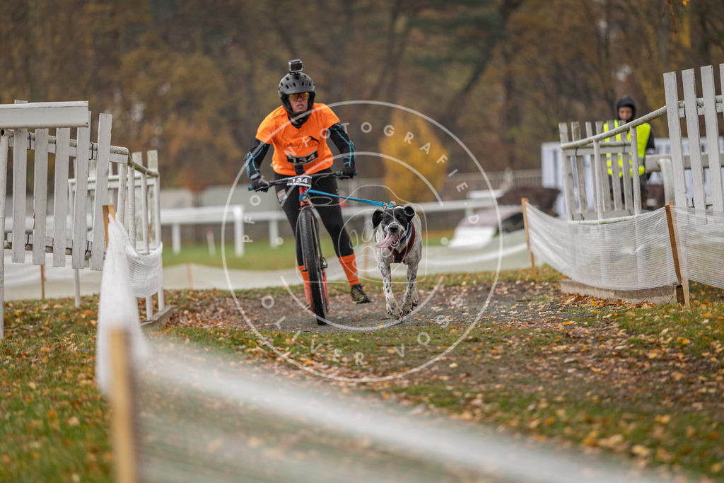 CaniXpix_DV3A8629 | Hundefotografie, Tierfotograf, Pfotenfotografie, Fotoshooting Hund, Hunde Portrait, Hundesport, Hundeportraits, Heideshooting, Hunde, Sportfotograf, Hundefotograf, Turnierhundsport, THS,  - Realisiert mit Pictrs.com