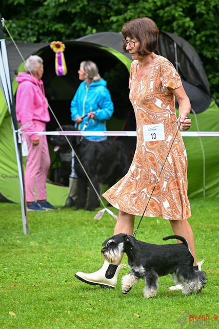 Ausstellung des Pinscher Schnauzer-Klub | Ausstellung des Pinscher-Schnauzer-Klub, OG München in Gröbenzell 29.07.2023 Foto: Leo Wyden