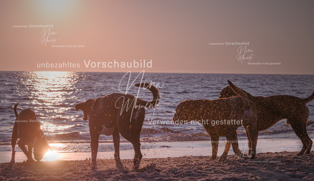 _16A7781-1 | Einzigartige Fotos von Hunden & Menschen –Actionfotos, Portraits, Vereinsaufnahmen & Paarshootings – authentisch, lebendig & mit Herz.