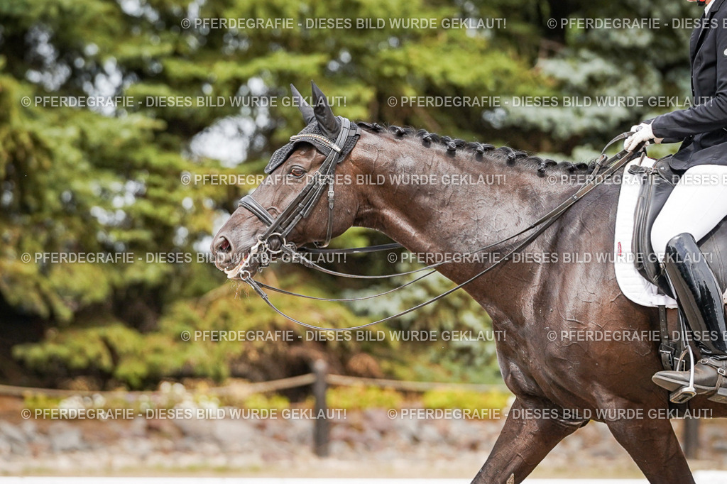 DSC06907 | Pferdegrafie