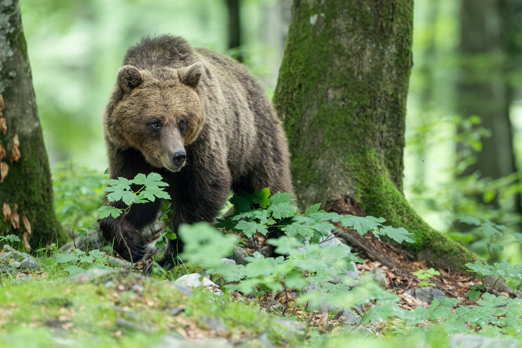 _DSC4410-Verbessert-RR | Ich fotografiere aus Leidenschaft auf meinen Reisen und im Rhein- / Ruhrgebiet , Landschaften, Tiere und Porträts. 

Kaufen Sie die Bilder (u.a. Venedig, Südtirol, Galapagos, Düsseldorf, Indien, Blumen etc.) in einer geschützten Galerie bequem online. - Realisiert mit Pictrs.com