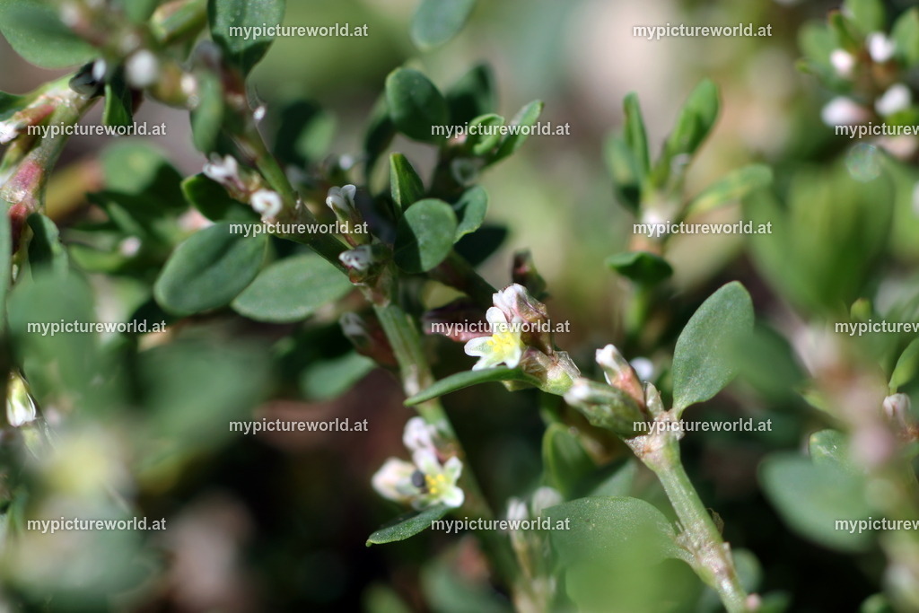 Vogelknöterich-001 | Das Bilderarchiv über Tiere, Planzen und Landschaften. In der Bilddatenbank finden Sie ein große Auswahl an hochwertigen Bilder für Ihre Werbung - Realisiert mit Pictrs.com