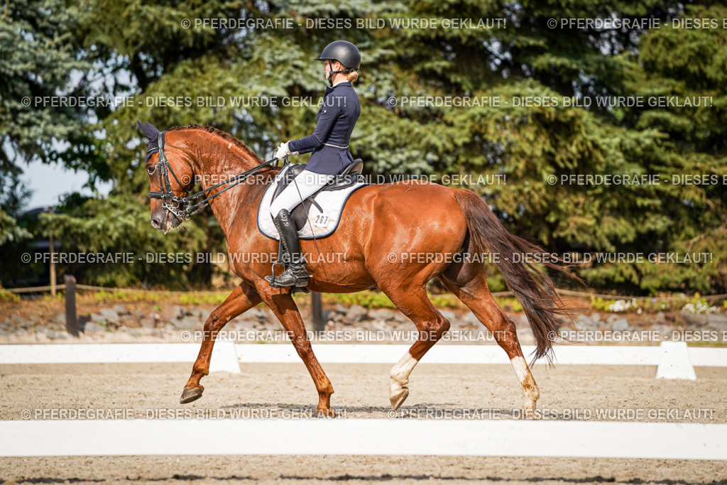 DSC07377 | Pferdegrafie