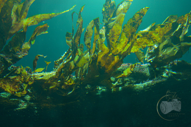 _DSC1339 | Shop für Prints Landschaftsfotografie Sächsische Schweiz Naturfotografie in Thüringen Fotos vom Findlingspark Nochten Kloster Sankt Marienstern Bilder Festung Königstein PanoramaRhododendronpark Kromlau FotogalerSchleswig-Holstein Küstenlandschaften