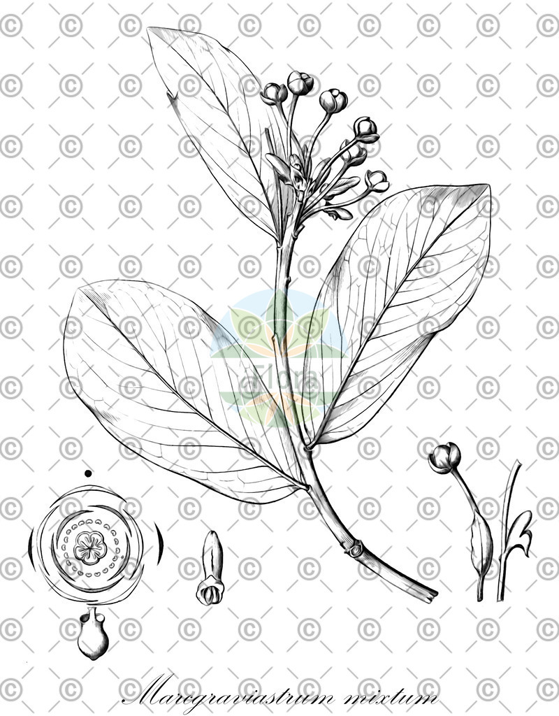 HistAbb_wfo-0001343025_1_ENZY_Simple | Historische Abbildung von Marcgraviastrum mixtum - Marcgraviaceae | Historical Illustration of Marcgraviastrum mixtum - Marcgraviaceae