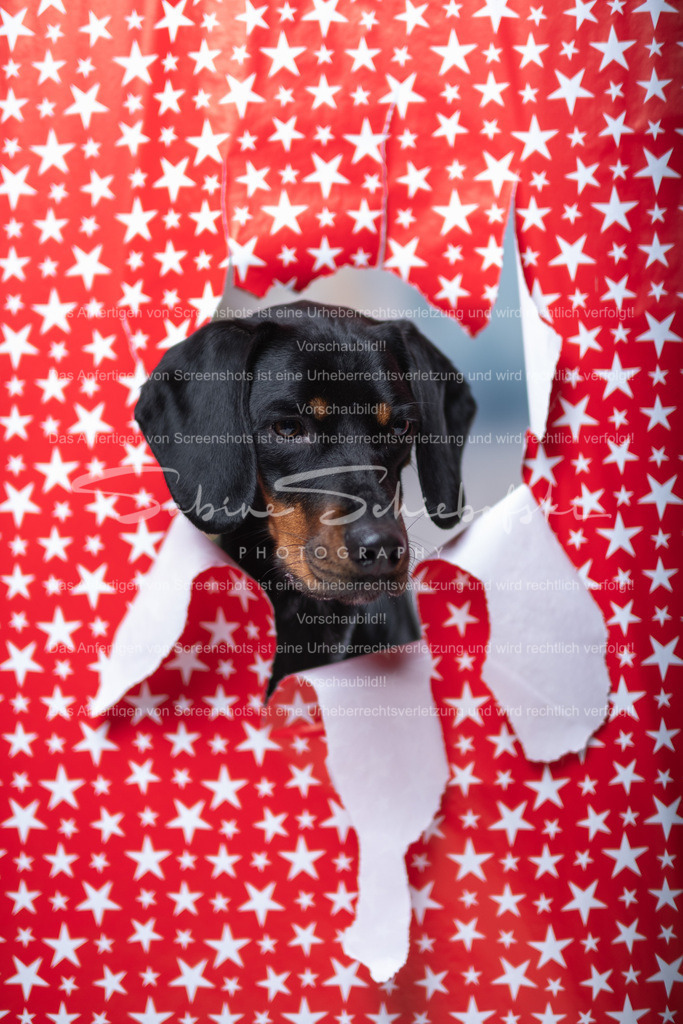 DSCF4411 | People- und Tierfotografie, Imageaufnahmen, Veranstaltungsfotografie und Wandbilder aus der Natur ★ Made in Germany ✔️ Druck + Downloads ✔️ Naturfotografie in Top Qualität ★ schneller Versand, weltweite Lieferung! - Realisiert mit Pictrs.com