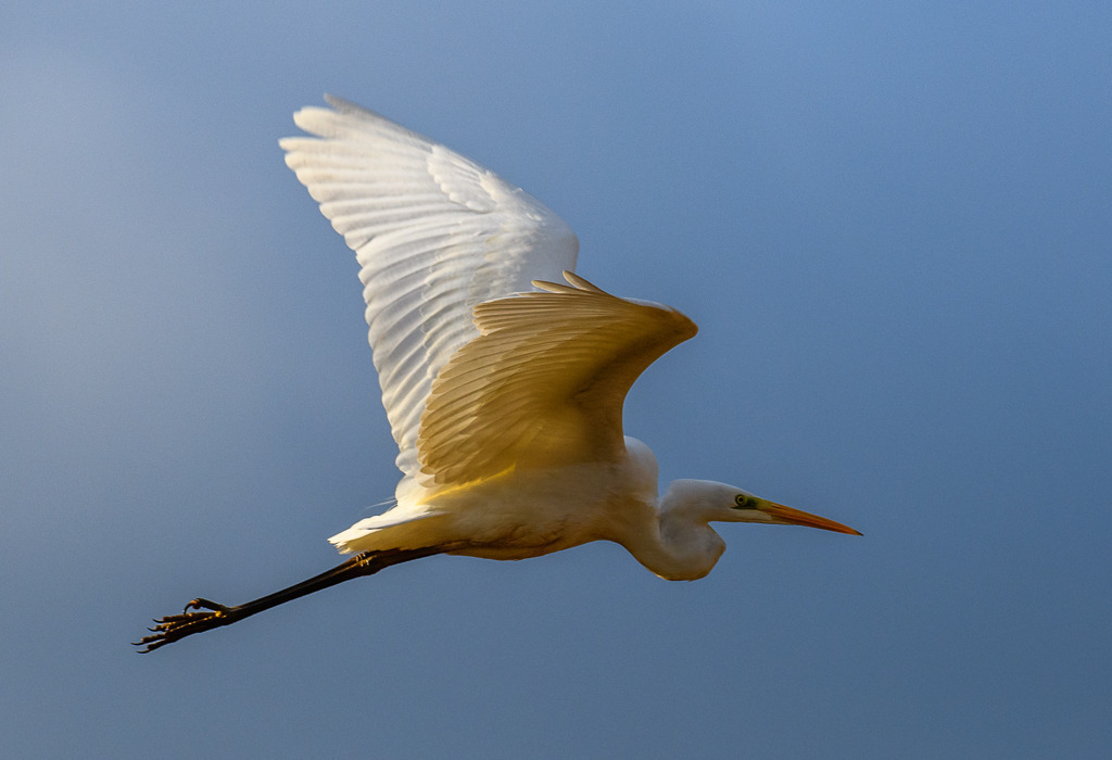 silberreiher-2019-020 | Silberreiher (Ardea alba) im Flug über einem Feuchtwiesengebiet am Selker Noor - Realisiert mit Pictrs.com