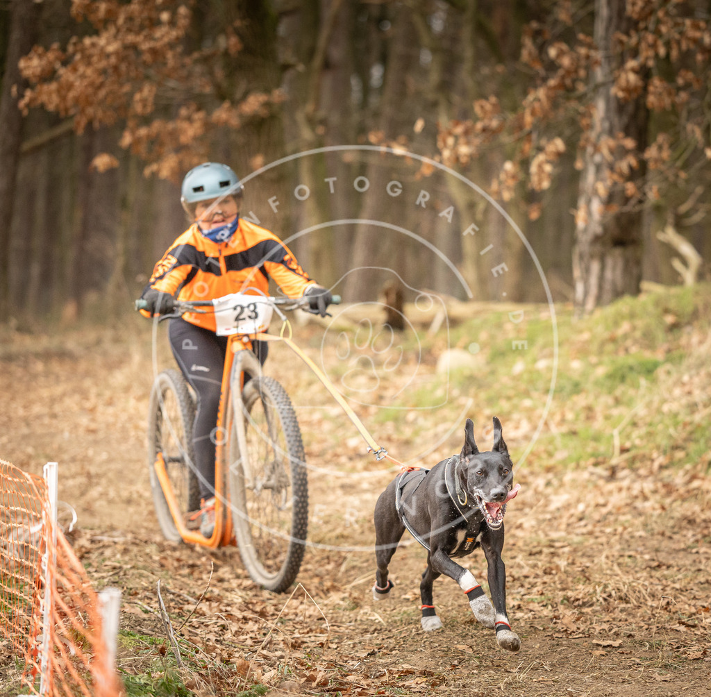Pfotenfotografie_DV3A4146 | Hundefotografie, Tierfotograf, Pfotenfotografie, Fotoshooting Hund, Hunde Portrait, Hundesport, Hundeportraits, Heideshooting, Hunde, Sportfotograf, Hundefotograf, Turnierhundsport, THS,  - Realisiert mit Pictrs.com