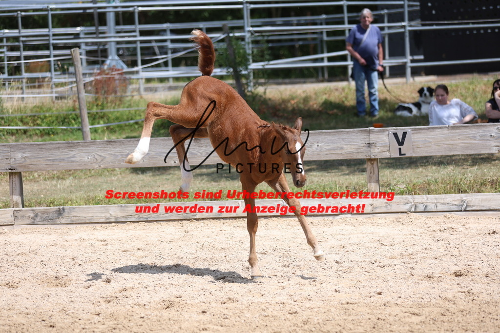 Fohlenschau_Schwäbisch_Hall_springbetonte_Fohlen_KN 36_7 | lmwpictures - Realisiert mit Pictrs.com