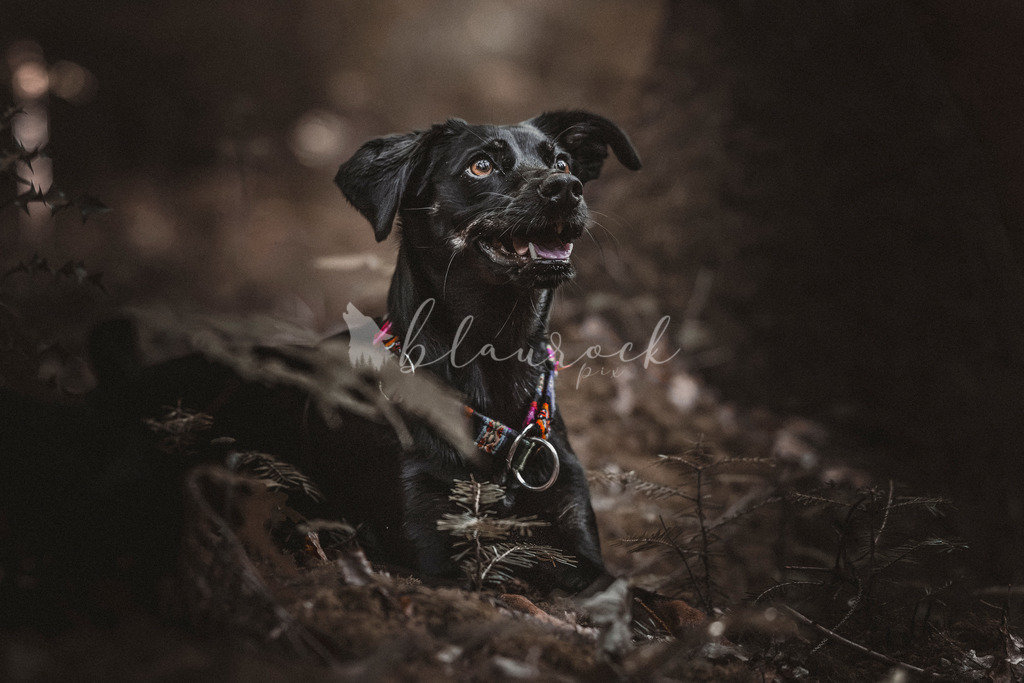 Brown Moody Look-364 | Sportbilder, Sportfotograf, Hochzeits- und Eventfotografin, Flugshows, Portraits und Tiershooting, Aviation, Downhill, Nationalleague, Swissleague, International