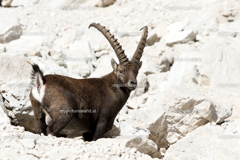 Alpensteinbock-162 | Das Bilderarchiv über Tiere, Planzen und Landschaften. In der Bilddatenbank finden Sie ein große Auswahl an hochwertigen Bilder für Ihre Werbung - Realisiert mit Pictrs.com