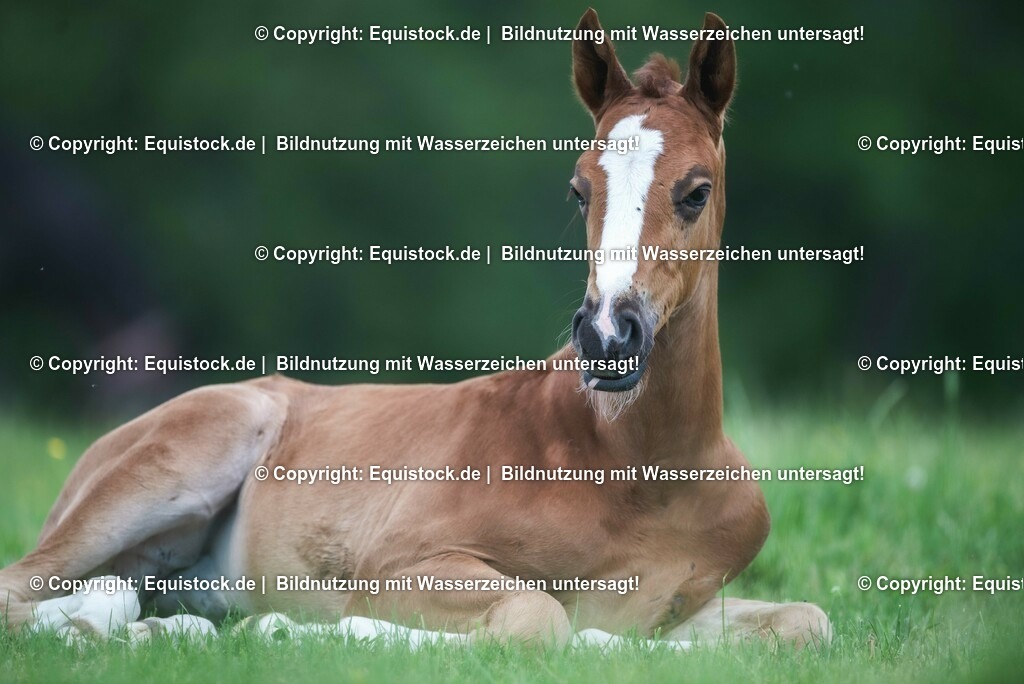 20210617_Fohlen_0360 | Foto: Thomas Hartig