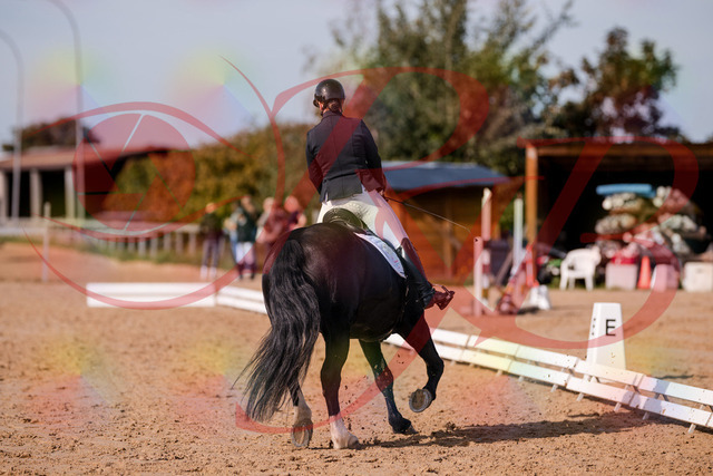 2026_10_03_Siefer-Hof_120704_Z81_08723013 | Professionelle Reitsport-, Turnier- und Eventfotografie von Robert Broda. Galerien mit ausgewählten und bearbeiteten Bildern direkt online ansehen und bestellen.