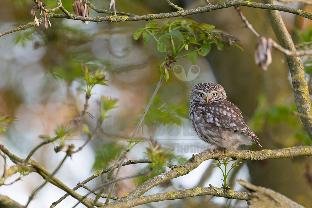 R5M24551_20260430 | Ein Steinkauz (Athene noctua) sitzt auf einem Ast in einem Baum. Der kleine Vogel mit dem braun-weiß gefleckten Gefieder und den großen gelben Augen blickt aufmerksam in die Kamera. Der Hintergrund ist unscharf und zeigt grüne Blätter und weitere Äste. - Realisiert mit Pictrs.com