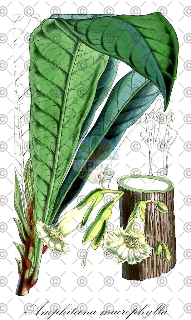 HistAbb_wfo-0000780943_1_ENZY_Simple | Historische Abbildung von Amphitecna macrophylla - Bignoniaceae | Historical Illustration of Amphitecna macrophylla - Bignoniaceae