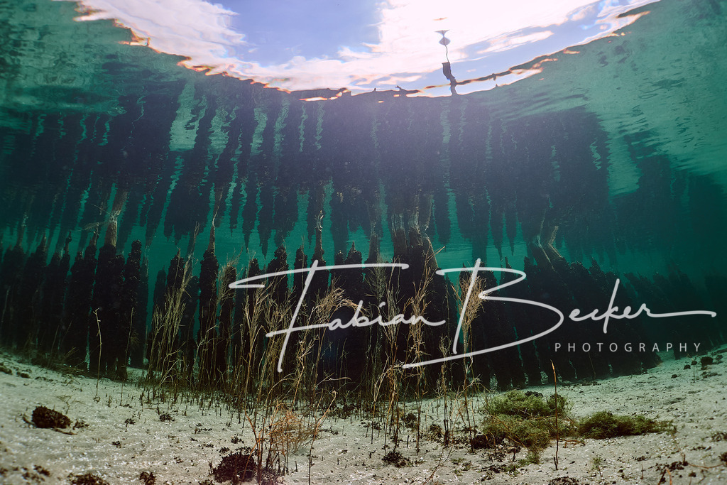 Zahn der Zeit | Einzigartige Wandbilder von faszinierenden Unterwasserwelten. Exklusive Kunst für Empfangsbereiche, Wohnraum oder Wartezimmer. - Realisiert mit Pictrs.com