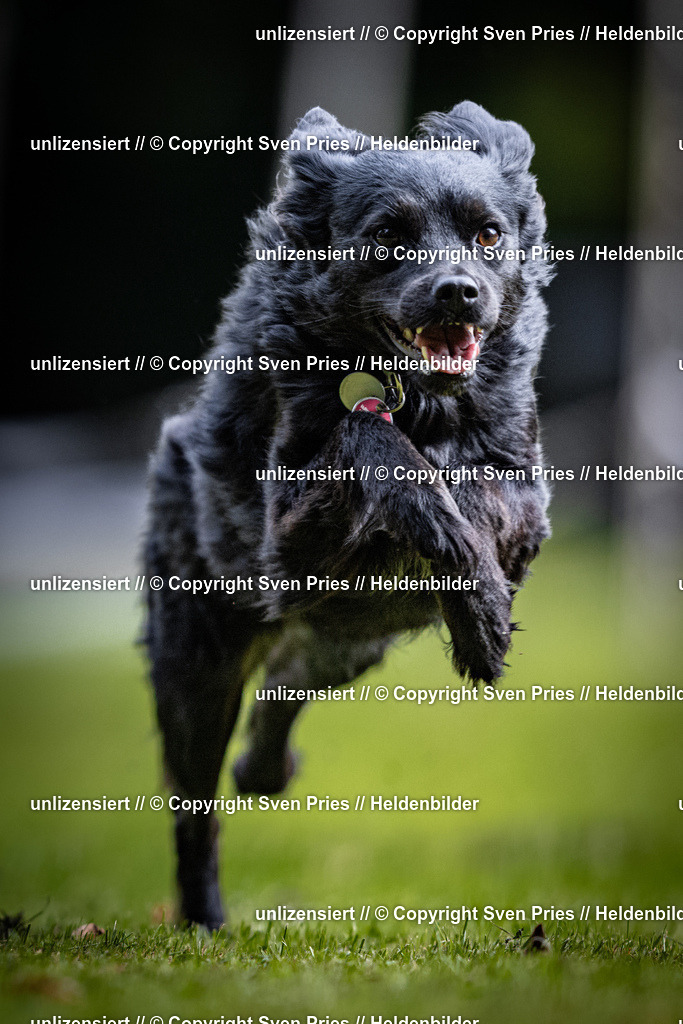 Sven Pries | 2025-10-03 - Hunderennen Obergrombach - Realisiert mit Pictrs.com